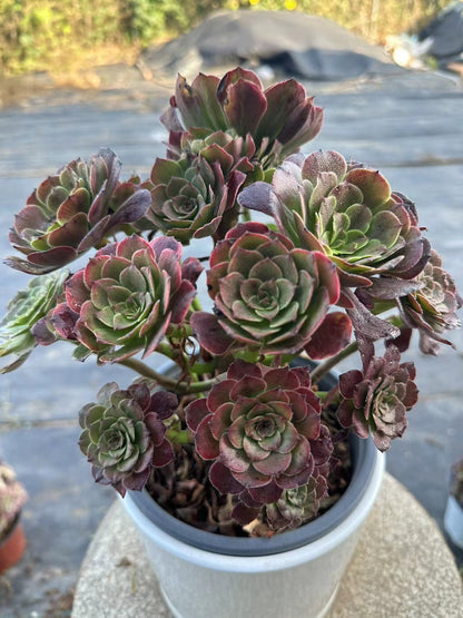 27Spark cluster20-30cm Old pile/ 10-20heads/ Aeonium cluster / Variegated Natural Live Plants Succulents