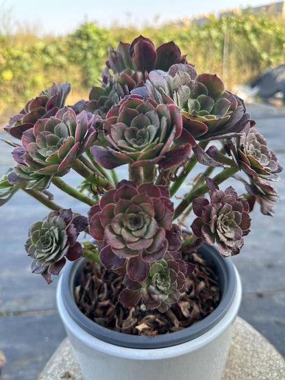 27Spark cluster20-30cm Old pile/ 10-20heads/ Aeonium cluster / Variegated Natural Live Plants Succulents