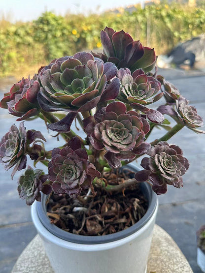 27Spark cluster20-30cm Old pile/ 10-20heads/ Aeonium cluster / Variegated Natural Live Plants Succulents