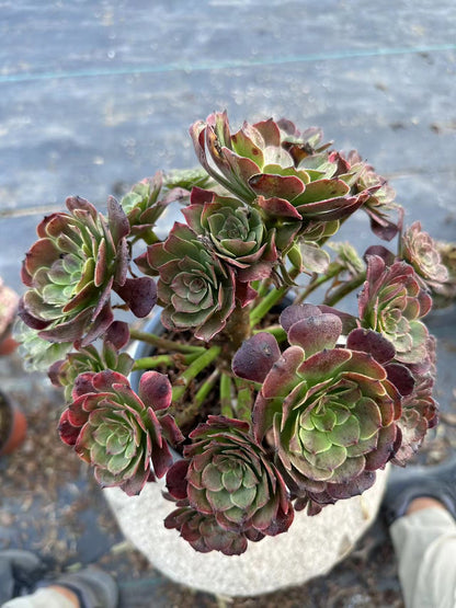 27Spark cluster20-30cm Old pile/ 10-20heads/ Aeonium cluster / Variegated Natural Live Plants Succulents