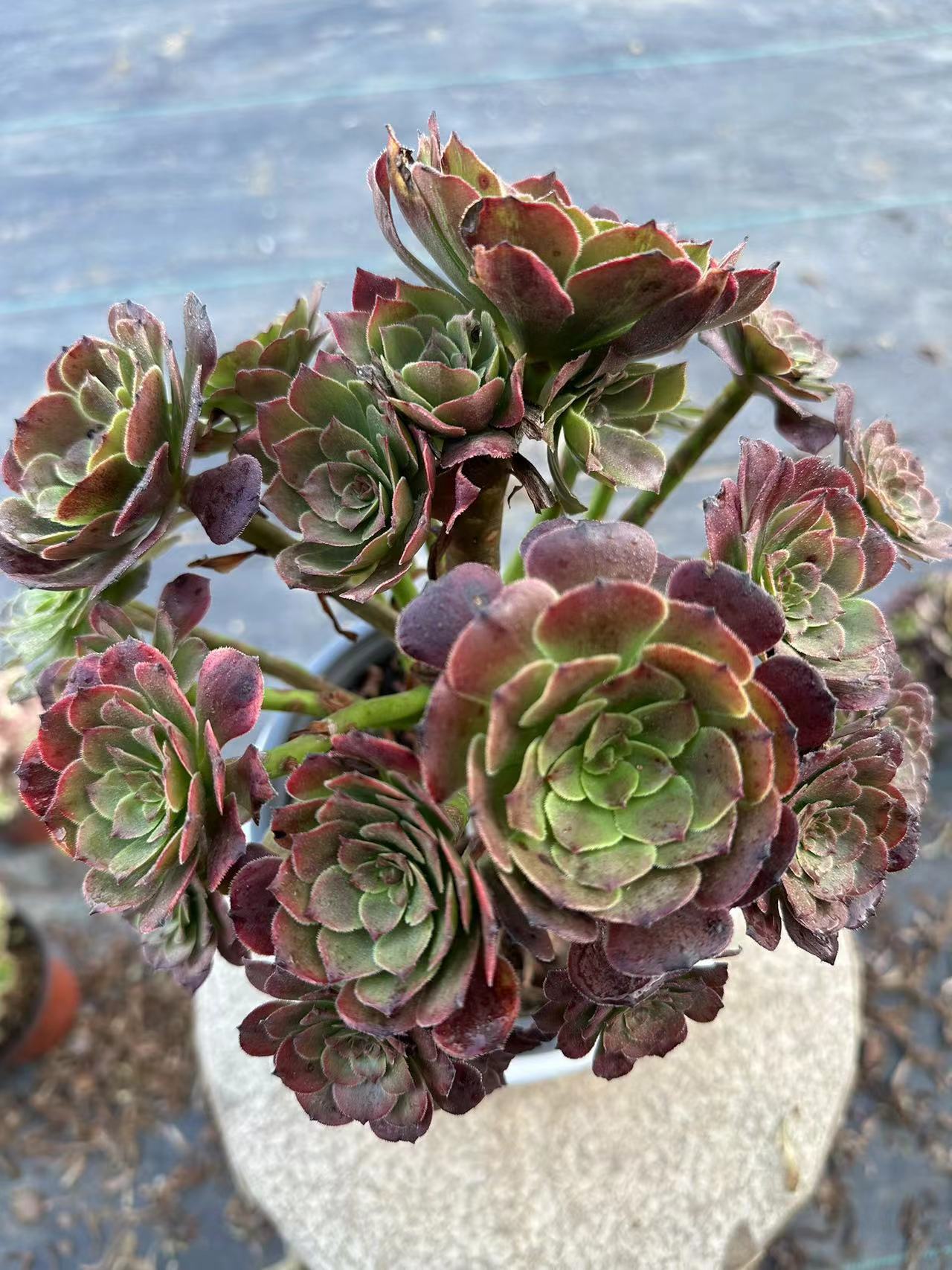 27Spark cluster20-30cm Old pile/ 10-20heads/ Aeonium cluster / Variegated Natural Live Plants Succulents