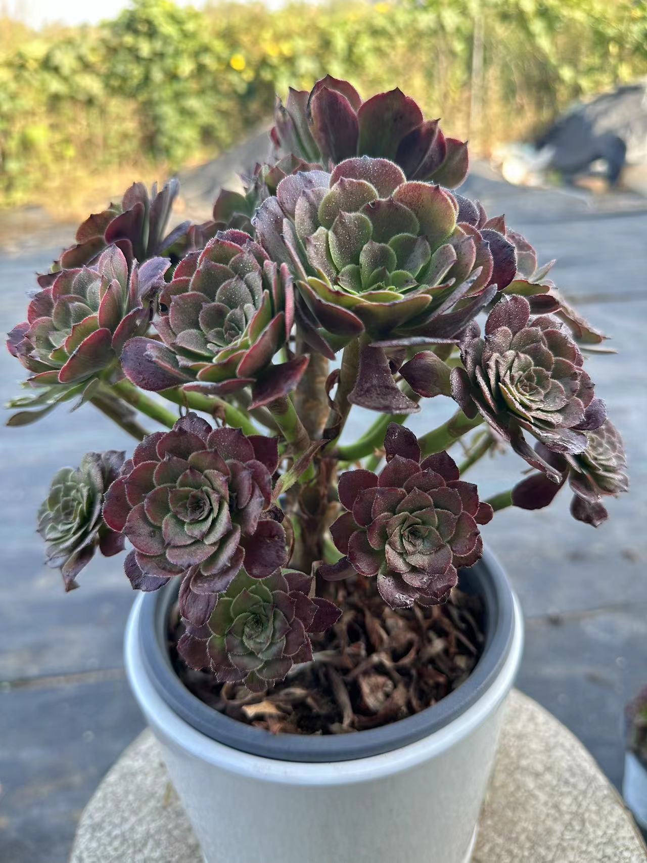 27Spark cluster20-30cm Old pile/ 10-20heads/ Aeonium cluster / Variegated Natural Live Plants Succulents