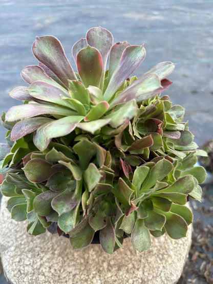 28Roselle cluster20-30cm Old pile/ 10-20heads/ Aeonium cluster / Variegated Natural Live Plants Succulents