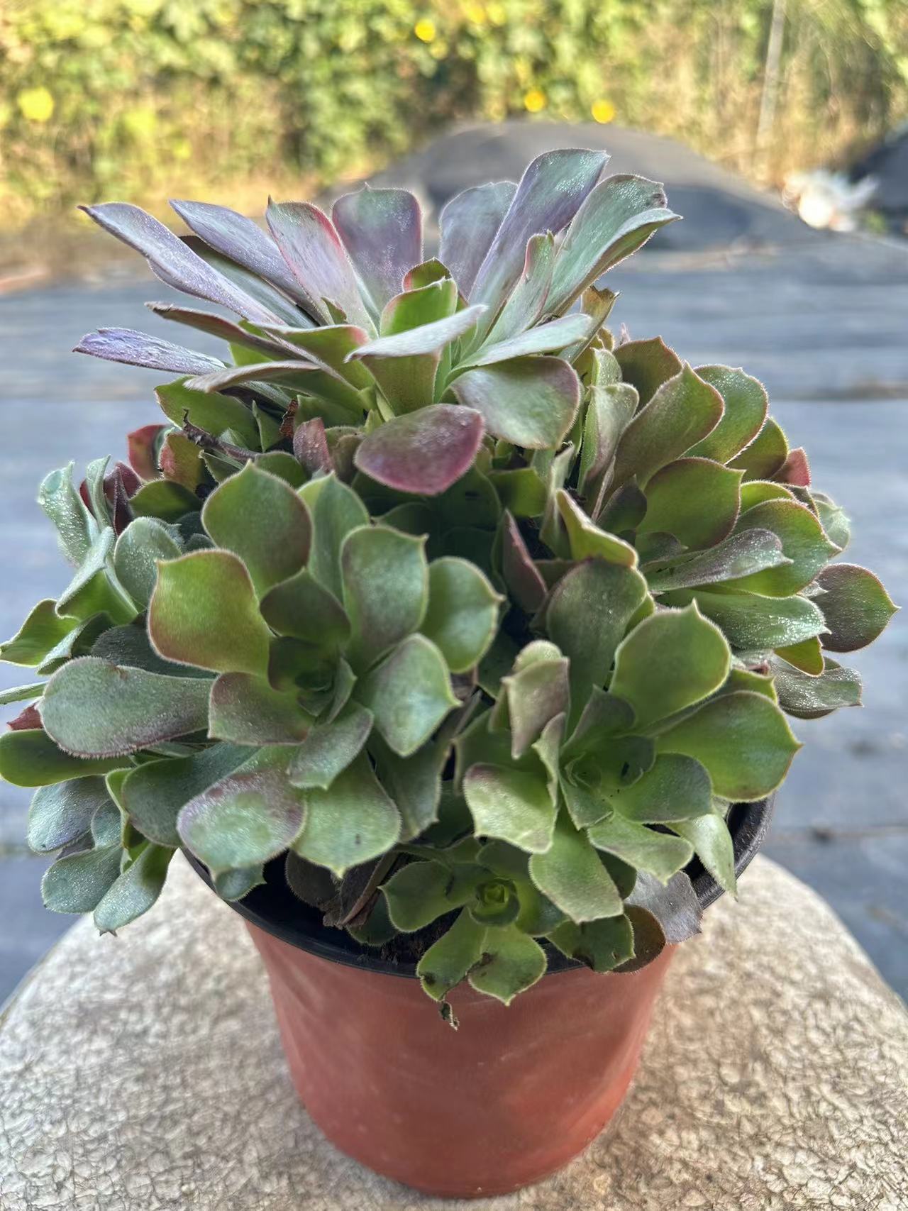 28Roselle cluster20-30cm Old pile/ 10-20heads/ Aeonium cluster / Variegated Natural Live Plants Succulents