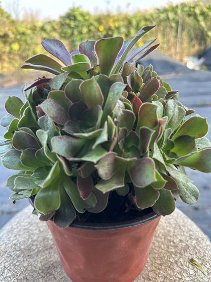 28Roselle cluster20-30cm Old pile/ 10-20heads/ Aeonium cluster / Variegated Natural Live Plants Succulents