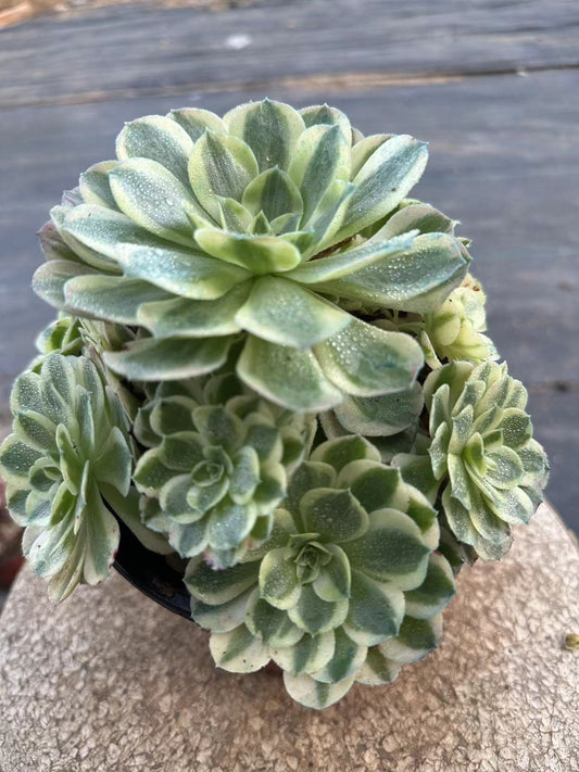 22yuzi cluster20-30cm Old pile/ 10-20heads/ Aeonium cluster / Variegated Natural Live Plants Succulents