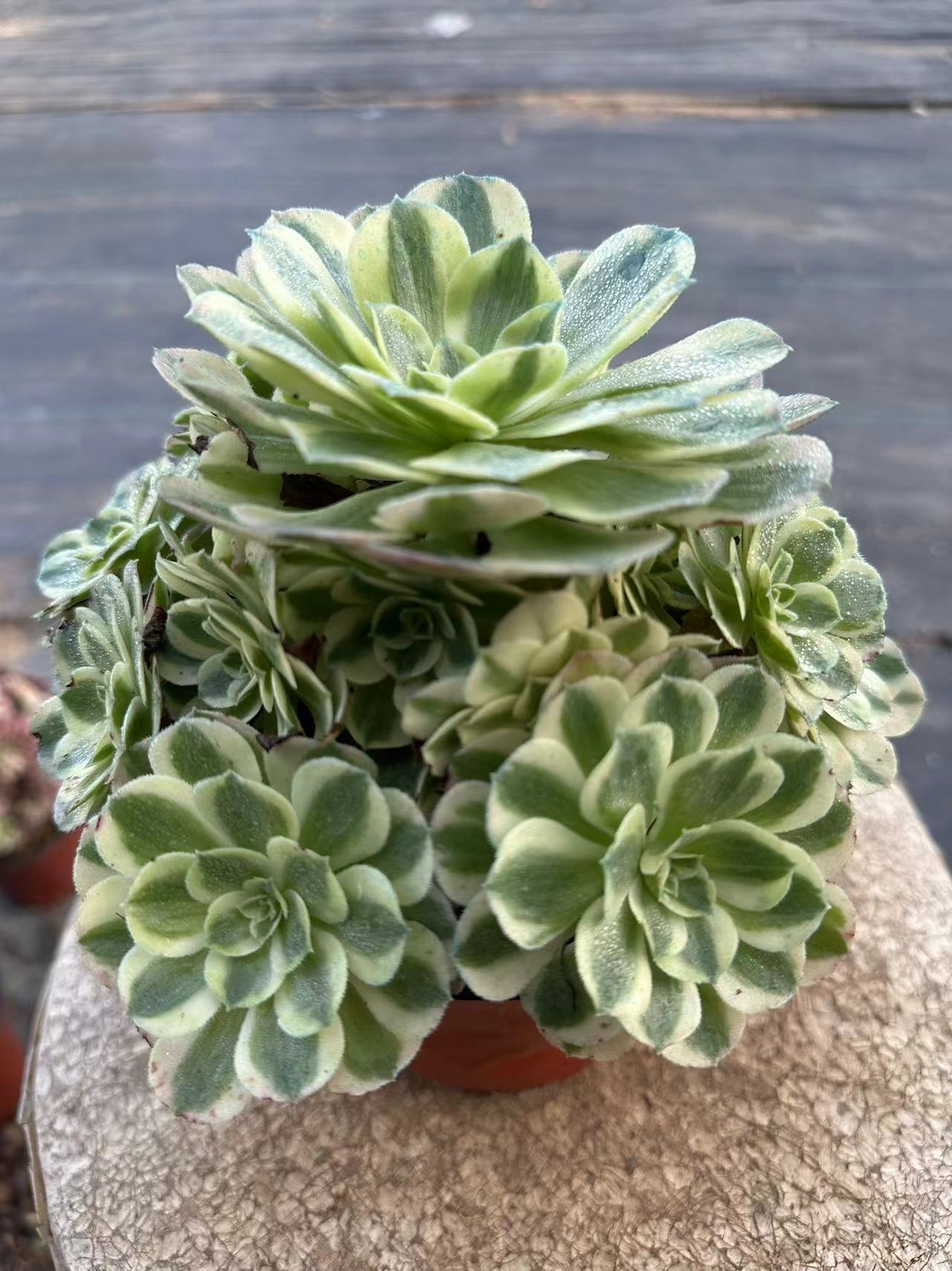 22yuzi cluster20-30cm Old pile/ 10-20heads/ Aeonium cluster / Variegated Natural Live Plants Succulents