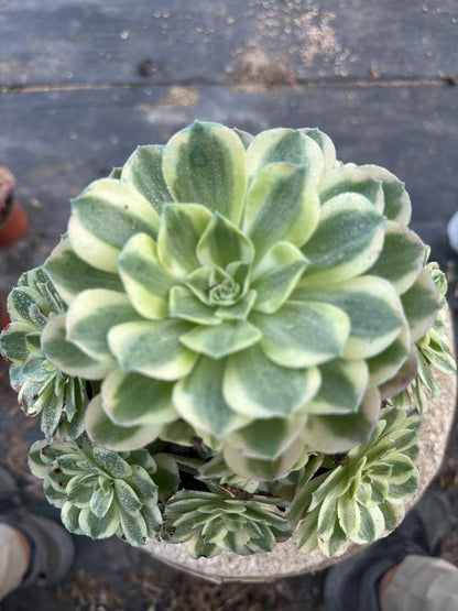 22yuzi cluster20-30cm Old pile/ 10-20heads/ Aeonium cluster / Variegated Natural Live Plants Succulents