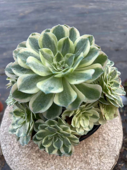 22yuzi cluster20-30cm Old pile/ 10-20heads/ Aeonium cluster / Variegated Natural Live Plants Succulents