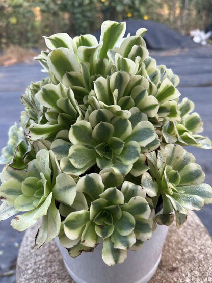 33Maybac cluster20-30cm Old pile/ 10-20 heads/ Aeonium cluster / Variegated Natural Live Plants Succulents