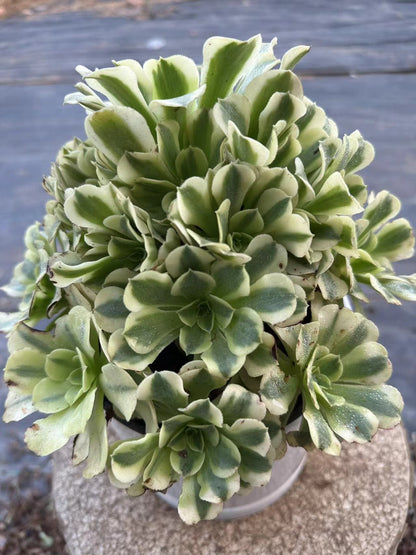 33Maybac cluster20-30cm Old pile/ 10-20 heads/ Aeonium cluster / Variegated Natural Live Plants Succulents