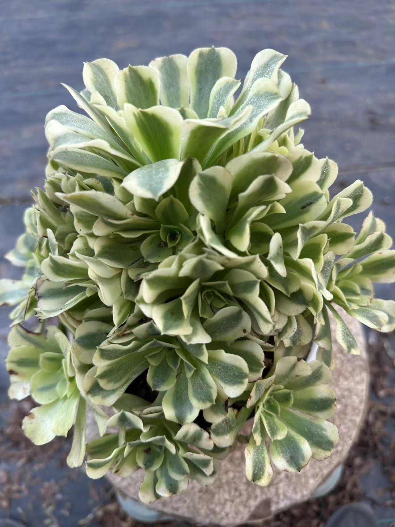 33Maybac cluster20-30cm Old pile/ 10-20 heads/ Aeonium cluster / Variegated Natural Live Plants Succulents