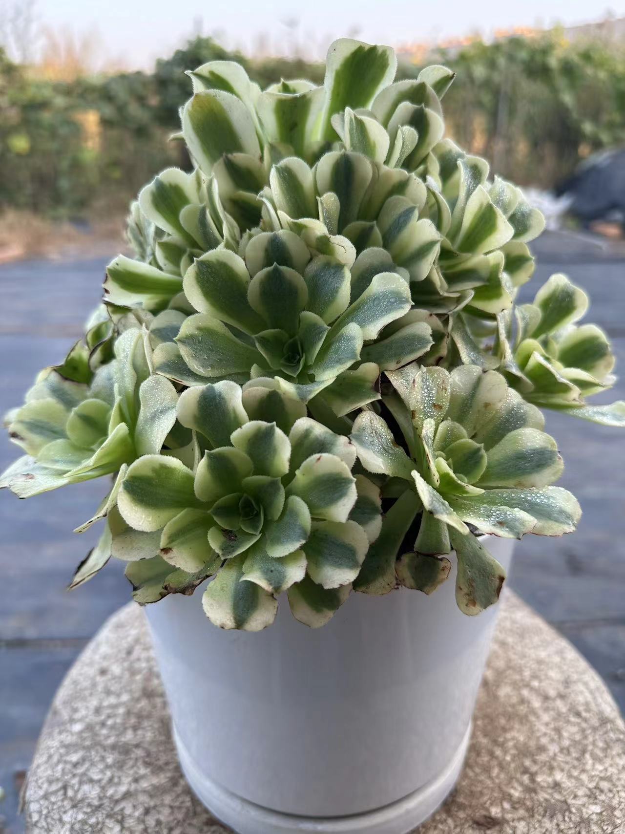 33Maybac cluster20-30cm Old pile/ 10-20 heads/ Aeonium cluster / Variegated Natural Live Plants Succulents