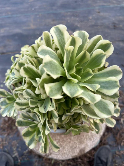 33Maybac cluster20-30cm Old pile/ 10-20 heads/ Aeonium cluster / Variegated Natural Live Plants Succulents