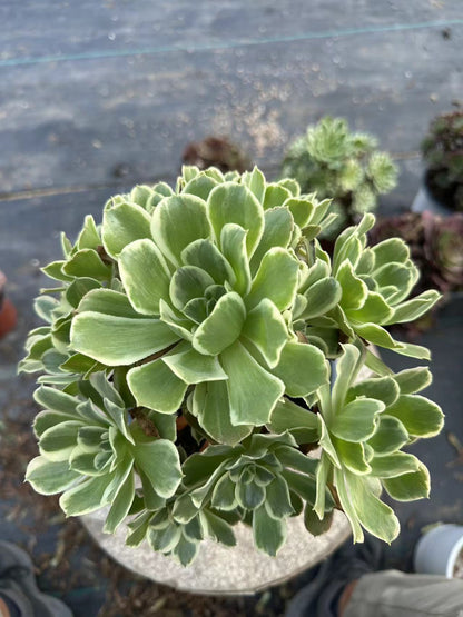 White phoenix cluster20-30cm Old pile/ 10-20 heads/ Aeonium cluster / Variegated Natural Live Plants Succulents2023