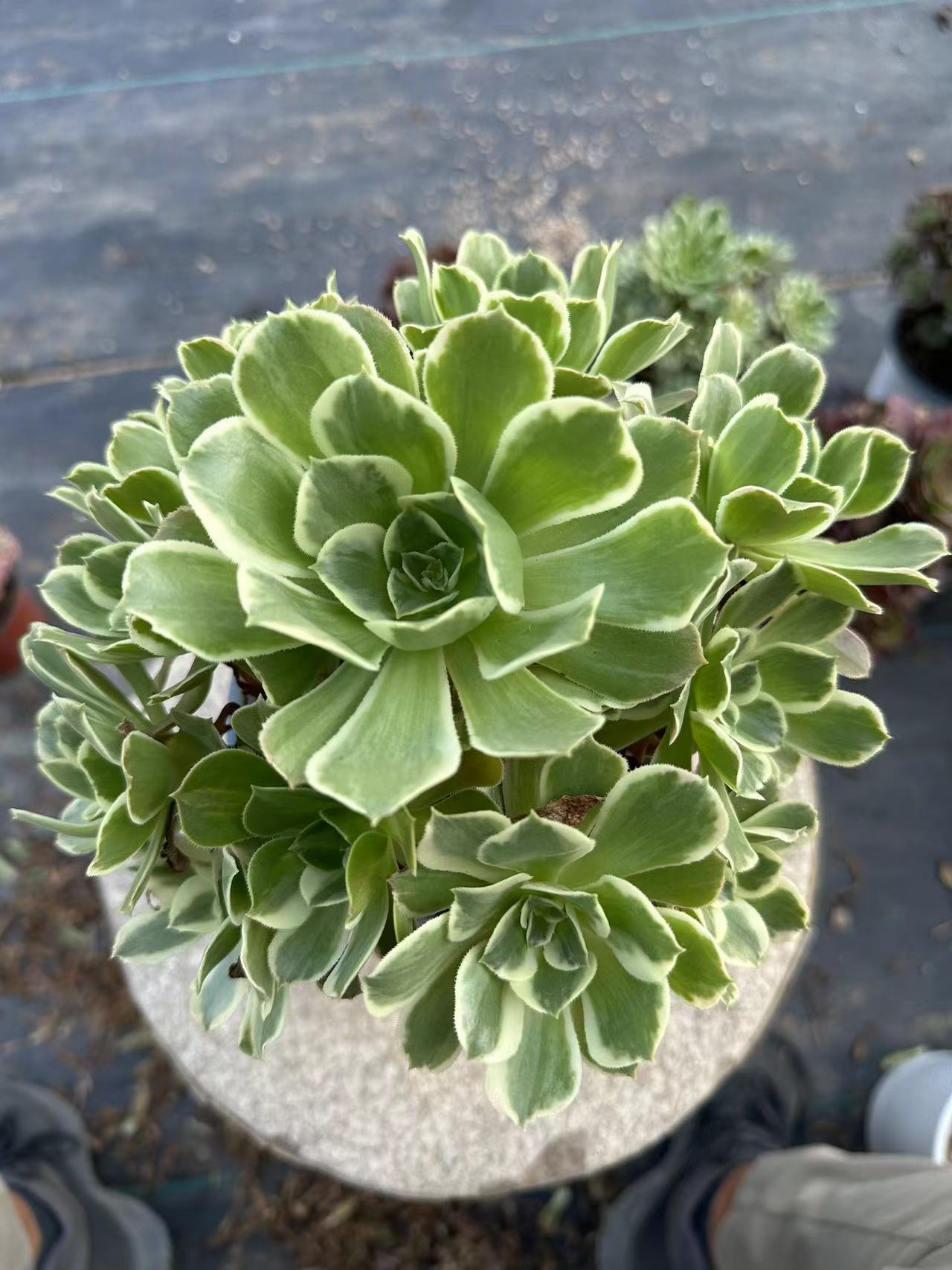 White phoenix cluster20-30cm Old pile/ 10-20 heads/ Aeonium cluster / Variegated Natural Live Plants Succulents2023