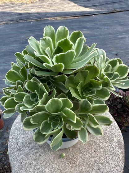 White phoenix cluster20-30cm Old pile/ 10-20 heads/ Aeonium cluster / Variegated Natural Live Plants Succulents2023