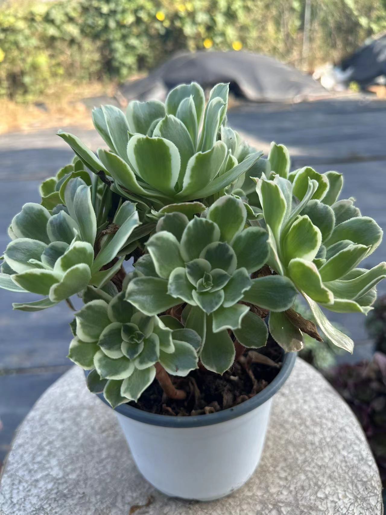 White phoenix cluster20-30cm Old pile/ 10-20 heads/ Aeonium cluster / Variegated Natural Live Plants Succulents2023