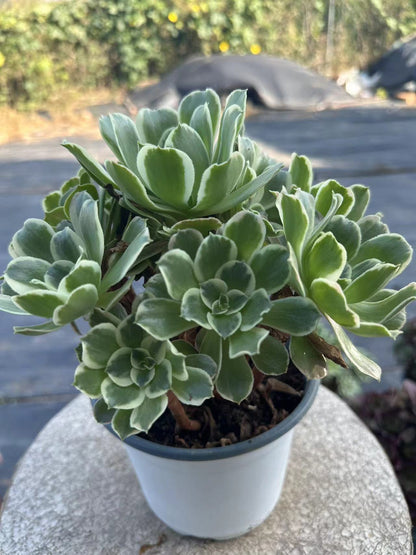 White phoenix cluster20-30cm Old pile/ 10-20 heads/ Aeonium cluster / Variegated Natural Live Plants Succulents2023