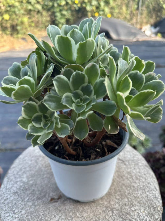 White phoenix cluster20-30cm Old pile/ 10-20 heads/ Aeonium cluster / Variegated Natural Live Plants Succulents2023