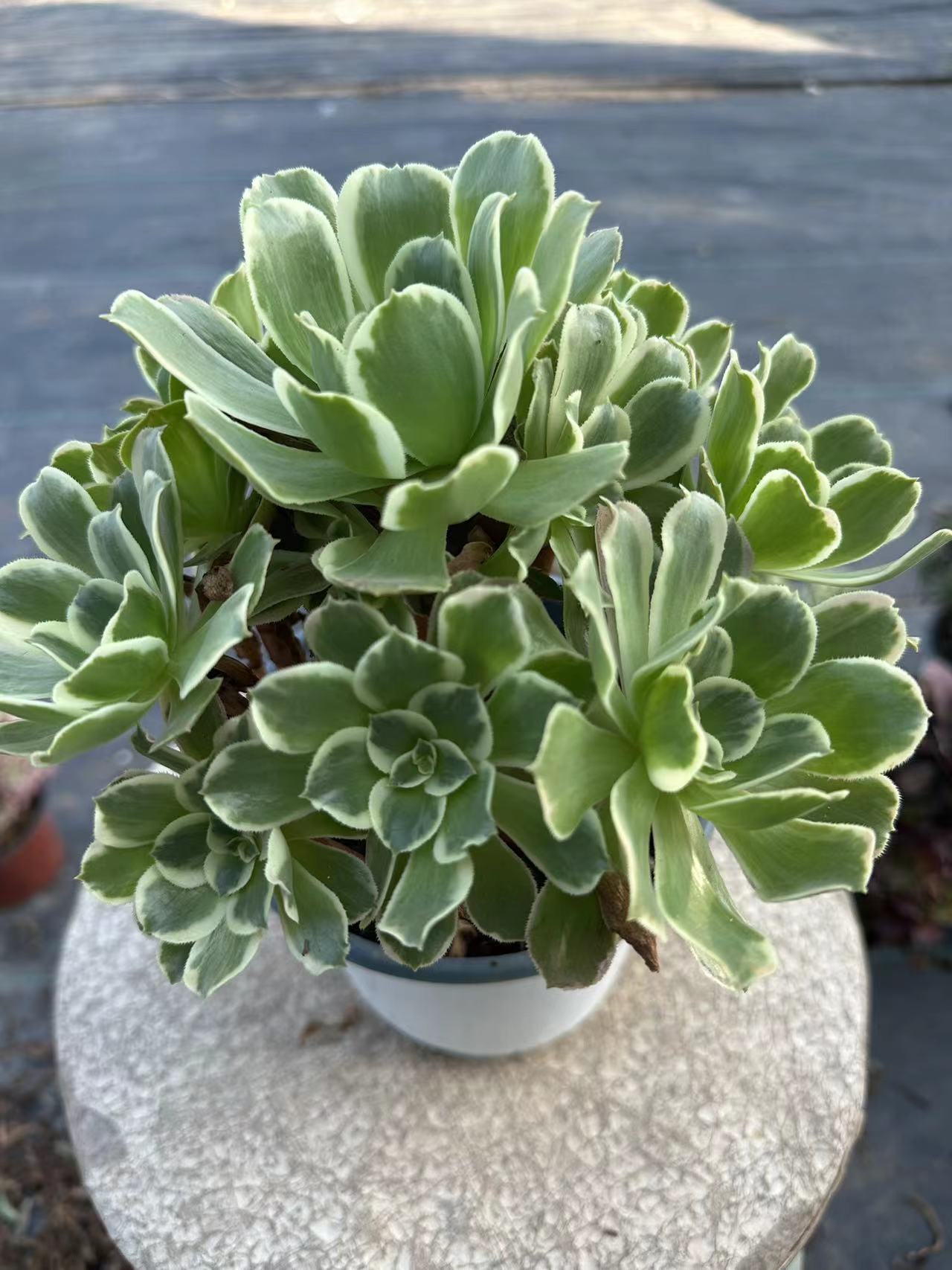 White phoenix cluster20-30cm Old pile/ 10-20 heads/ Aeonium cluster / Variegated Natural Live Plants Succulents2023