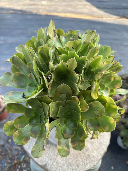 Athena cluster20-30cm Old pile/ 10-20 heads/ Aeonium cluster / Variegated Natural Live Plants Succulents