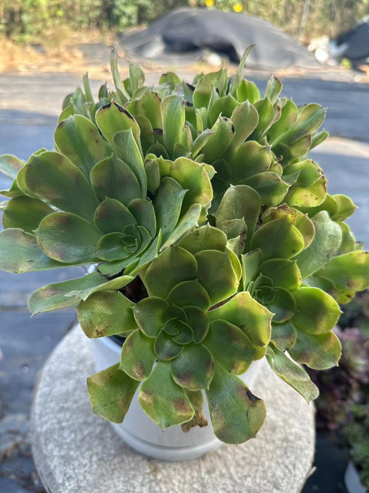 Athena cluster20-30cm Old pile/ 10-20 heads/ Aeonium cluster / Variegated Natural Live Plants Succulents