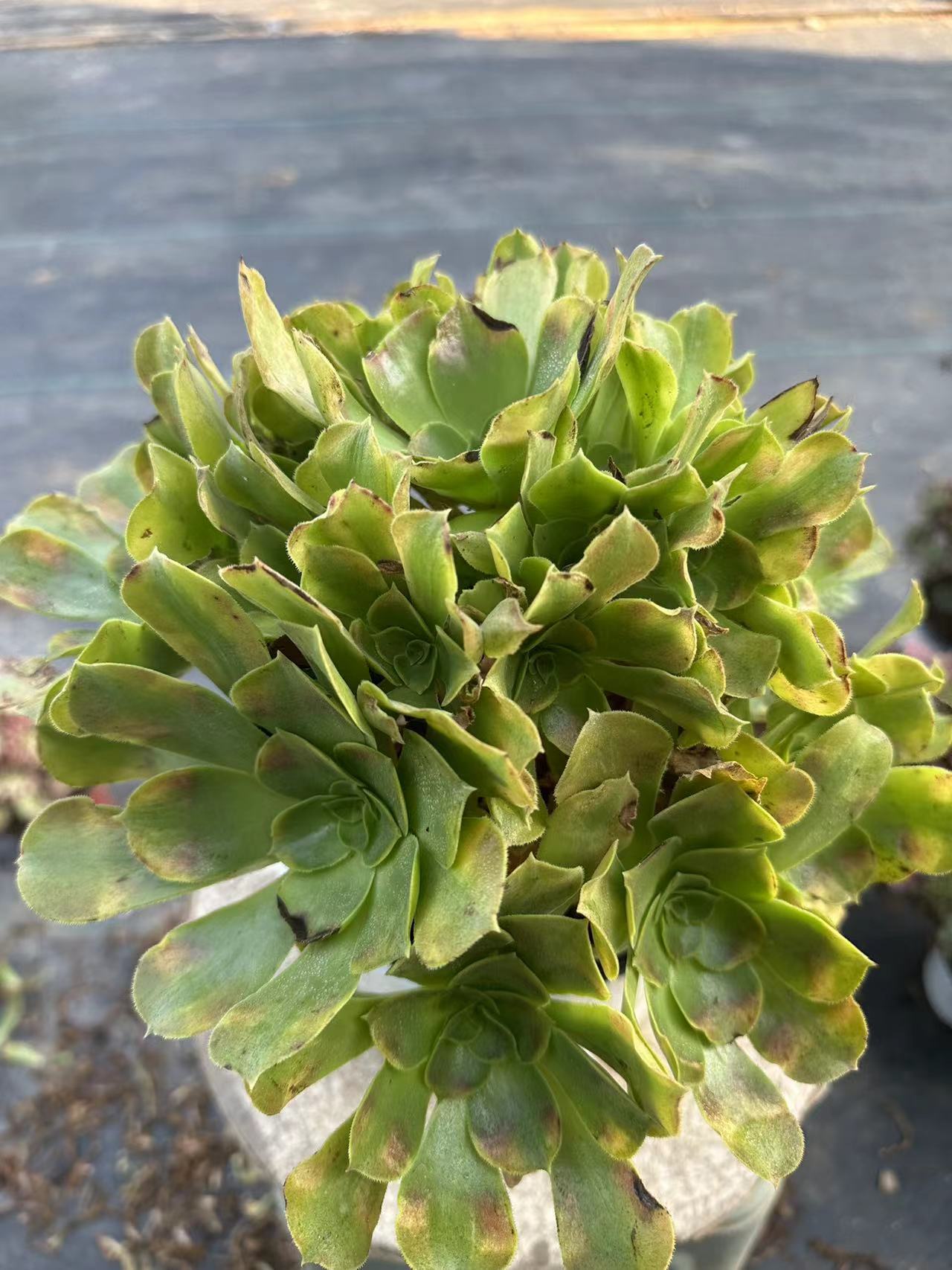 Athena cluster20-30cm Old pile/ 10-20 heads/ Aeonium cluster / Variegated Natural Live Plants Succulents