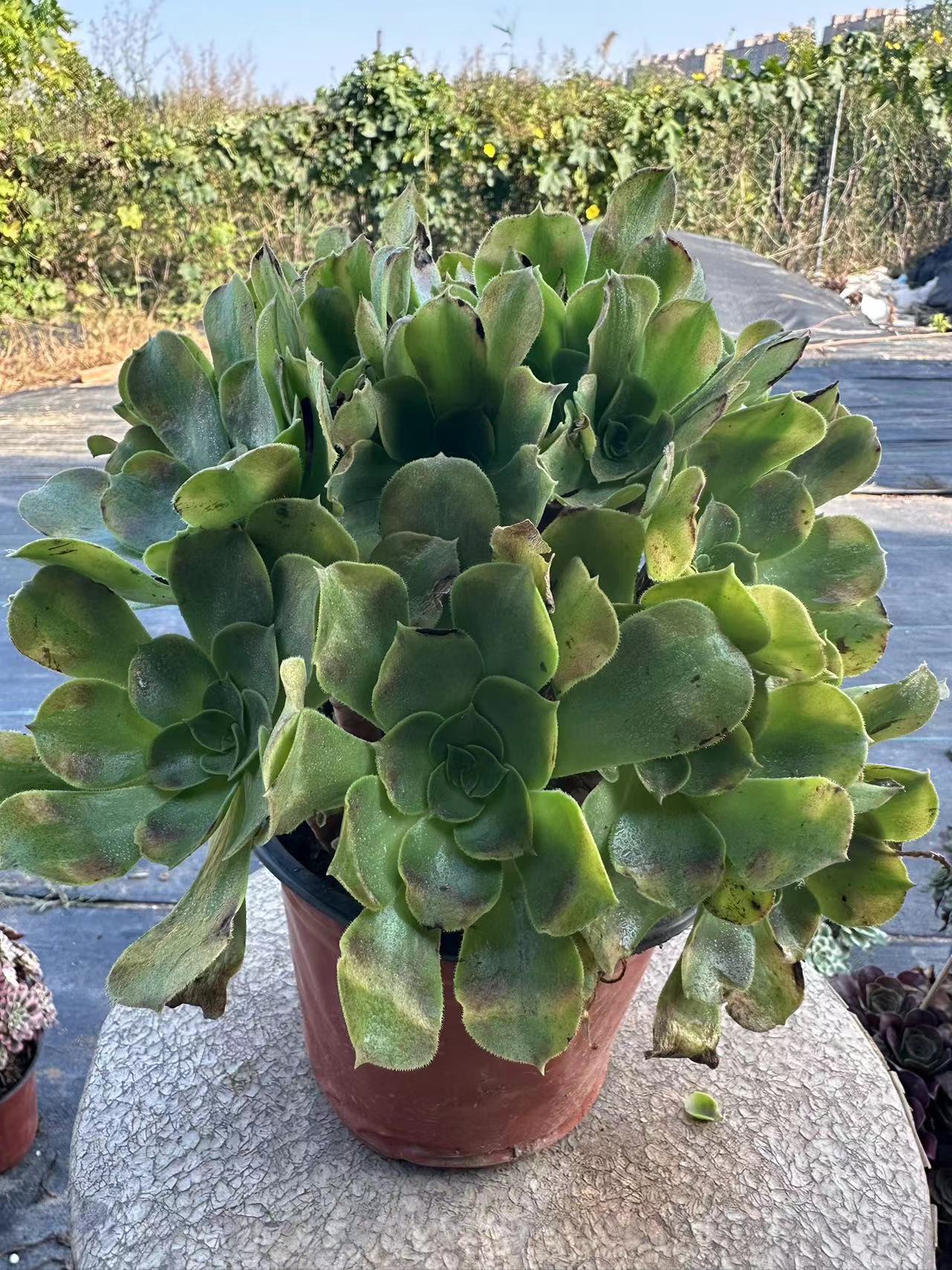 Athena cluster20-30cm Old pile/ 10-20 heads/ Aeonium cluster / Variegated Natural Live Plants Succulents