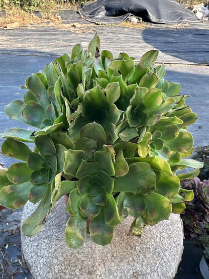 Athena cluster20-30cm Old pile/ 10-20 heads/ Aeonium cluster / Variegated Natural Live Plants Succulents