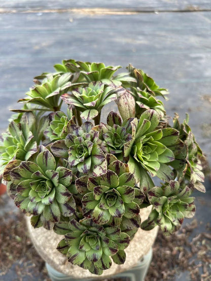 Blue fire cluster20-30cm Old pile/ 10-20 heads/ Aeonium cluster / Variegated Natural Live Plants Succulents