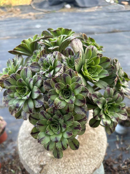 Blue fire cluster20-30cm Old pile/ 10-20 heads/ Aeonium cluster / Variegated Natural Live Plants Succulents