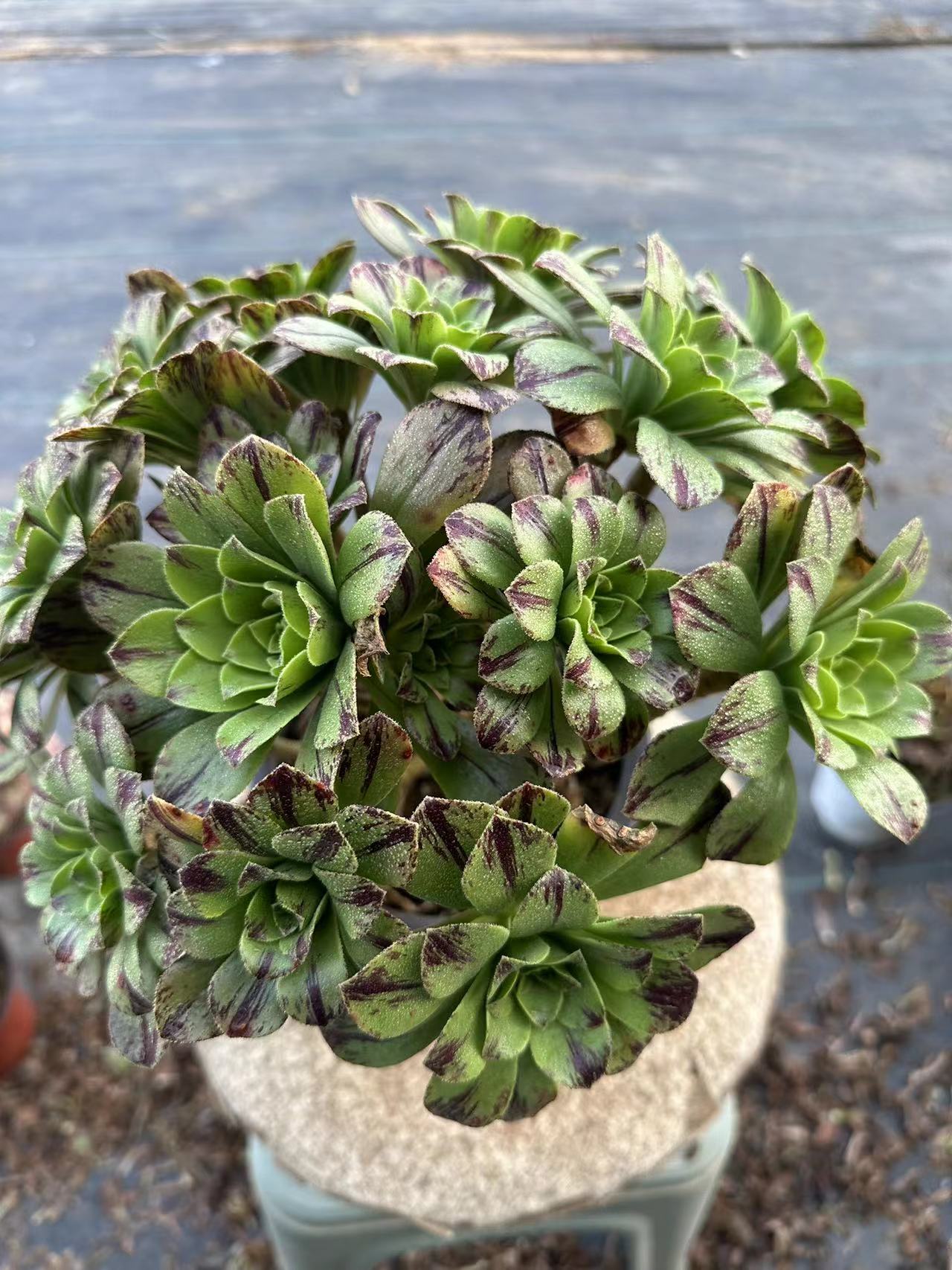 Blue fire cluster20-30cm Old pile/ 10-20 heads/ Aeonium cluster / Variegated Natural Live Plants Succulents