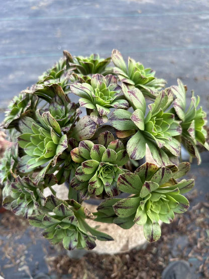 Blue fire cluster20-30cm Old pile/ 10-20 heads/ Aeonium cluster / Variegated Natural Live Plants Succulents