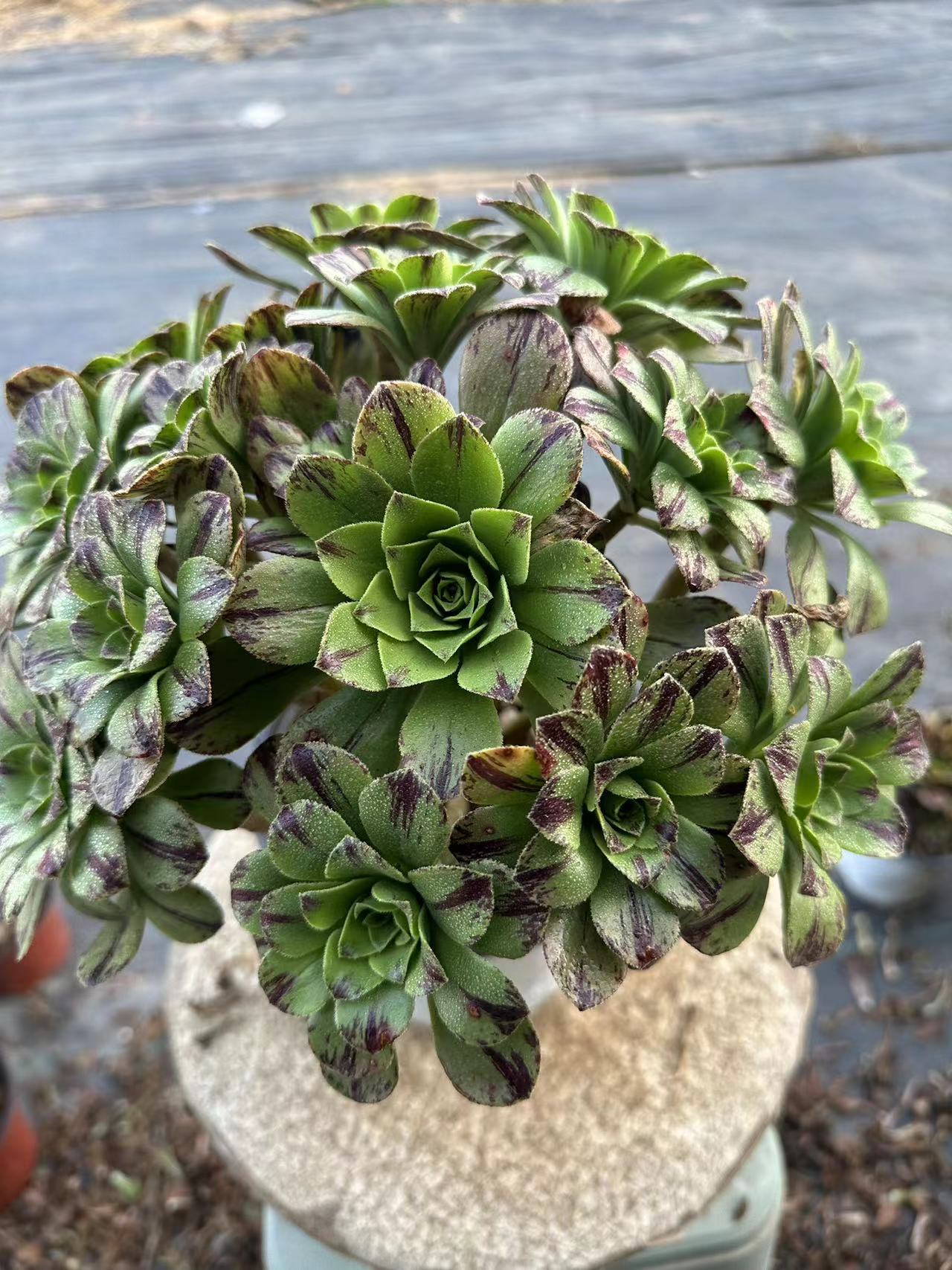 Blauer Feuercluster, 20–30 cm, alter Haufen, 10–20 Köpfe, Aeonium-Cluster, bunte natürliche lebende Pflanzen, Sukkulenten