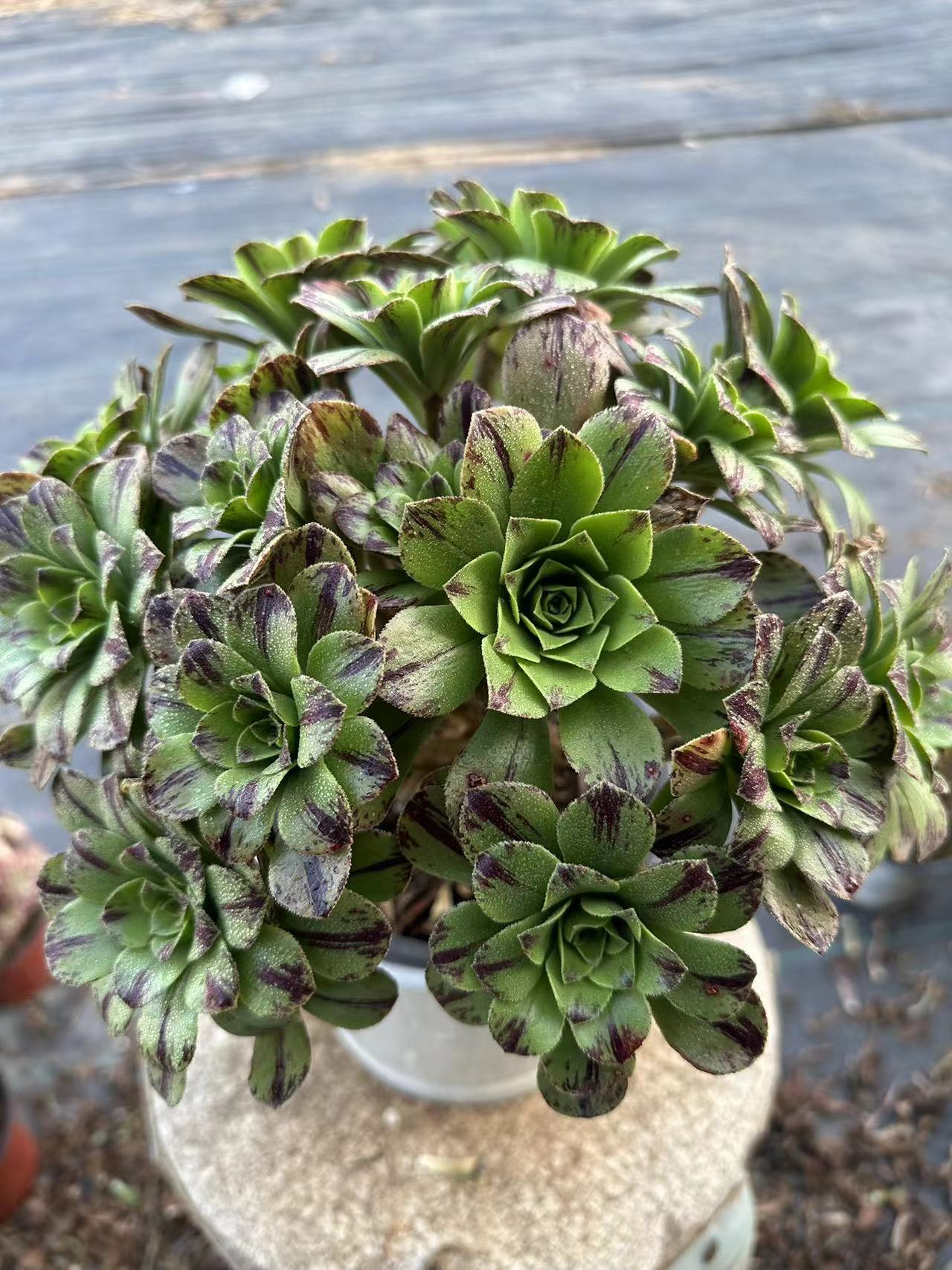 Blauer Feuercluster, 20–30 cm, alter Haufen, 10–20 Köpfe, Aeonium-Cluster, bunte natürliche lebende Pflanzen, Sukkulenten