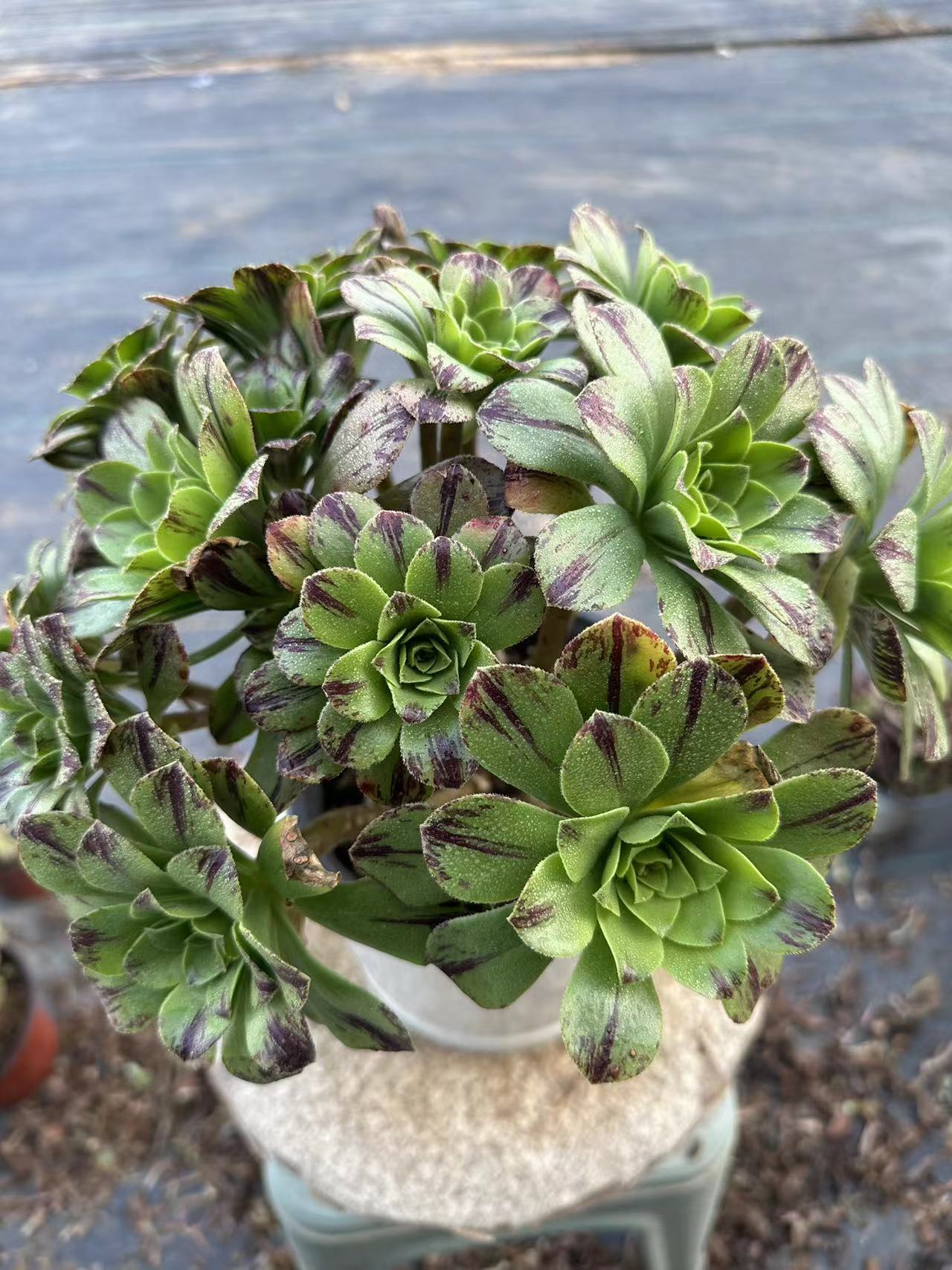 Blue fire cluster20-30cm Old pile/ 10-20 heads/ Aeonium cluster / Variegated Natural Live Plants Succulents