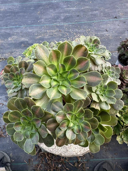 Pink Witch Middle spot cluster20-30cm Old pile/ 10-20heads/ Aeonium cluster / Variegated Natural Live Plants Succulents