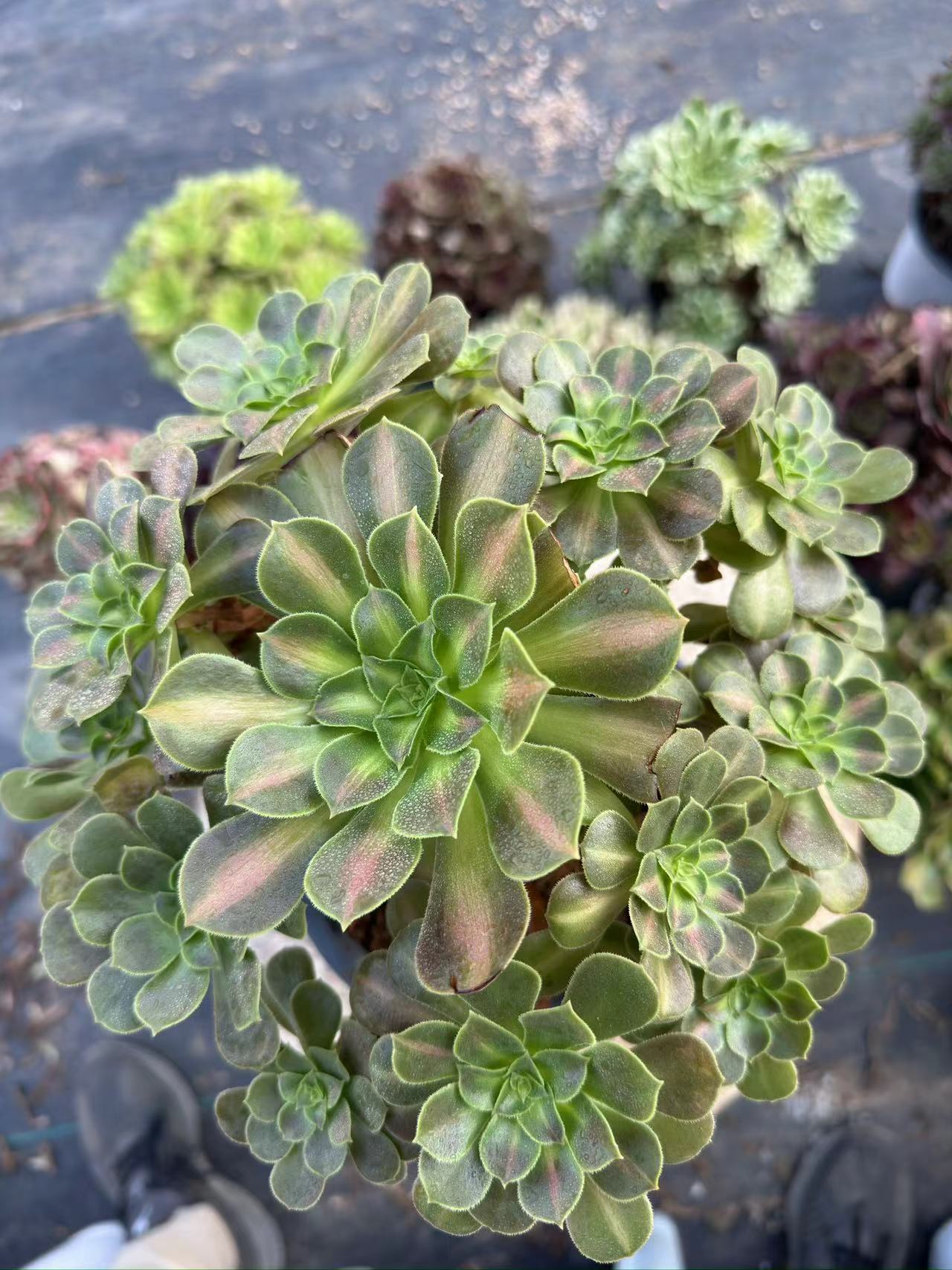 Pink Witch Middle spot cluster20-30cm Old pile/ 10-20heads/ Aeonium cluster / Variegated Natural Live Plants Succulents