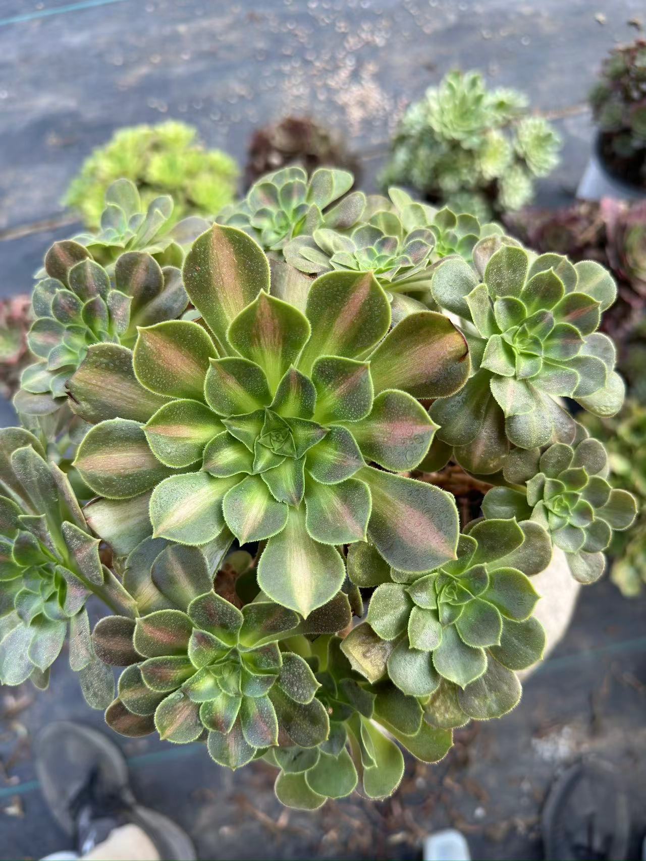 Pink Witch Middle spot cluster20-30cm Old pile/ 10-20heads/ Aeonium cluster / Variegated Natural Live Plants Succulents