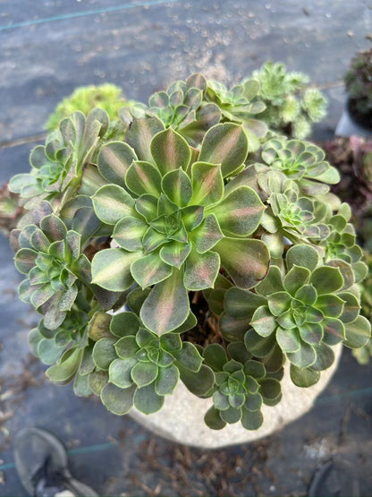 Pink Witch Middle spot cluster20-30cm Old pile/ 10-20heads/ Aeonium cluster / Variegated Natural Live Plants Succulents