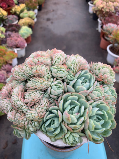 Y3 Echeveria cream berry(Pot size 6.4in)/Echeveria/Variegated Natural Live Plants Succulents