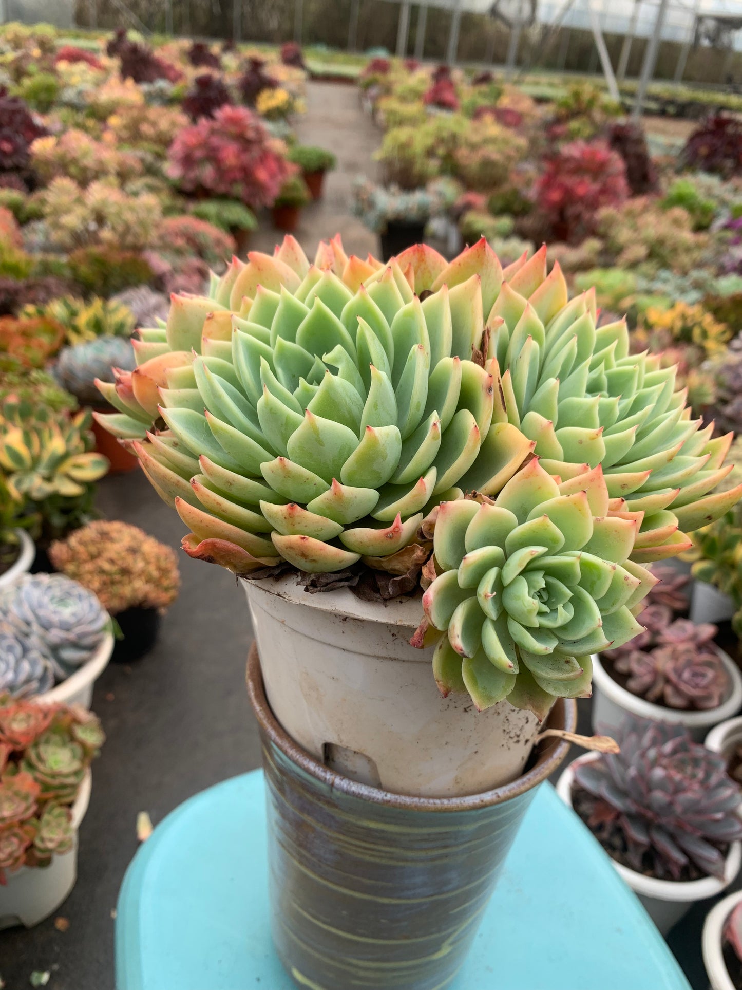 Y25 Echeveria Pansy cluster(Pot size 6.4in)/Echeveria/Variegated Natural Live Plants Succulents