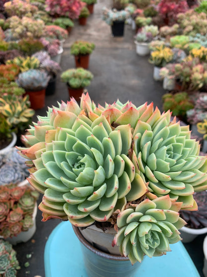 Y25 Echeveria Pansy cluster(Pot size 6.4in)/Echeveria/Variegated Natural Live Plants Succulents