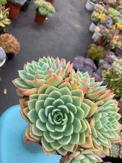 Y25 Echeveria Pansy cluster(Pot size 6.4in)/Echeveria/Variegated Natural Live Plants Succulents