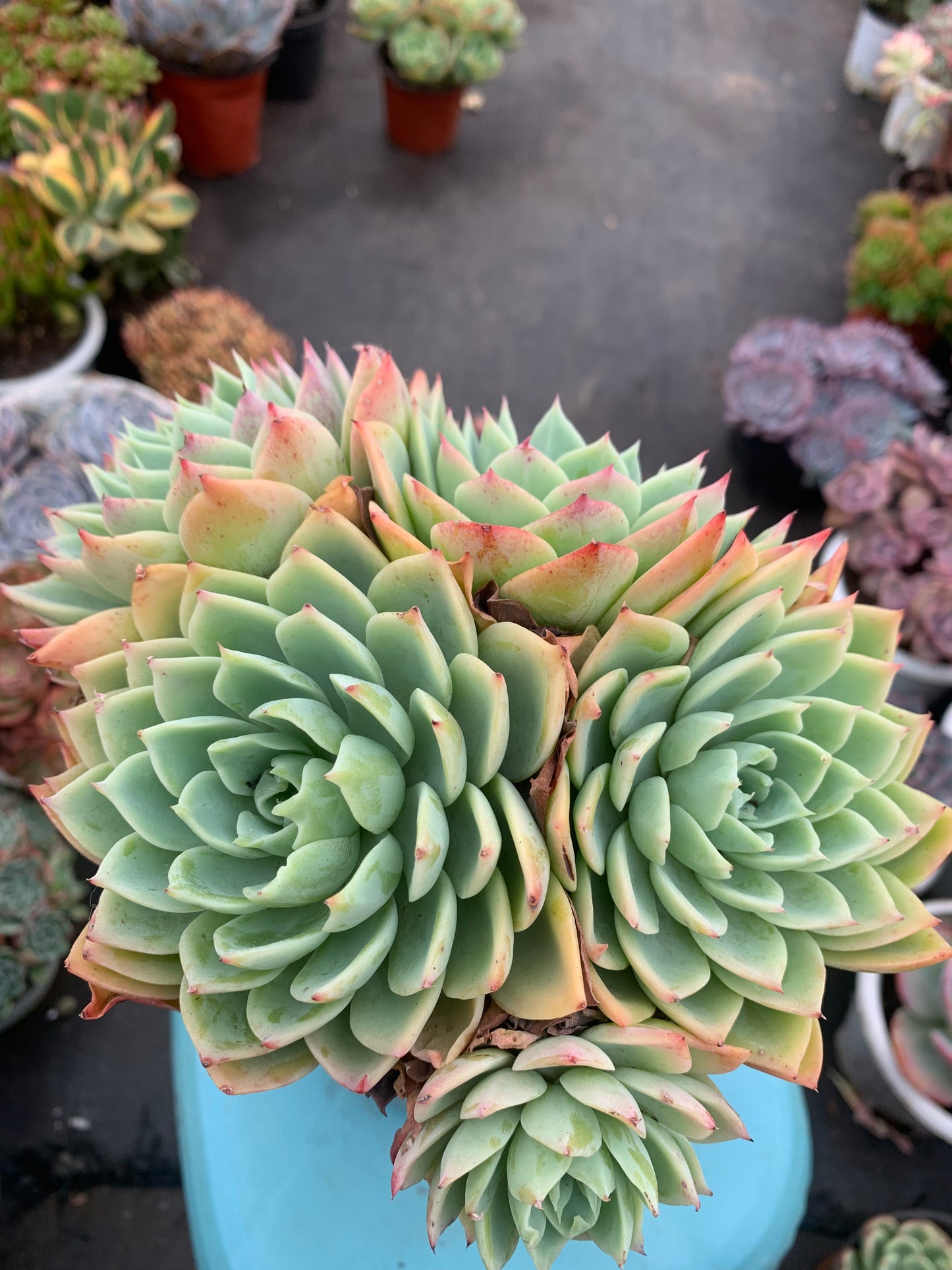 Y25 Echeveria Pansy cluster(Pot size 6.4in)/Echeveria/Variegated Natural Live Plants Succulents