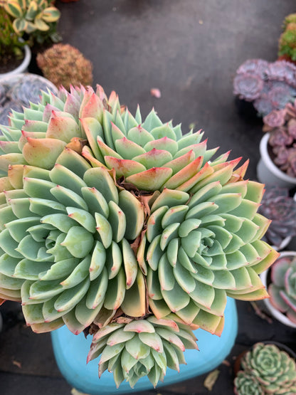 Y25 Echeveria Pansy cluster(Pot size 6.4in)/Echeveria/Variegated Natural Live Plants Succulents