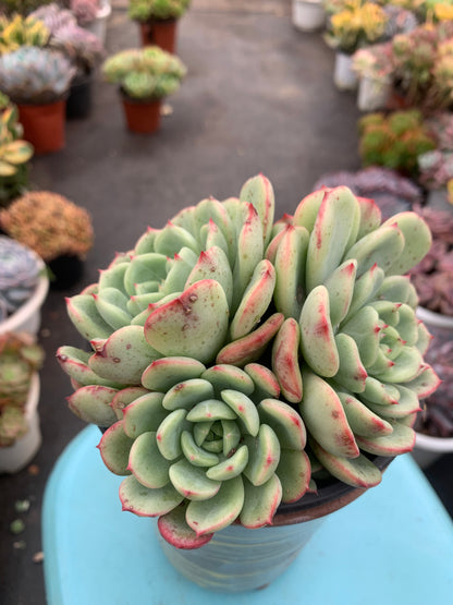 Y26 Blood spotted salmon(Pot size 4.8in)/Echeveria/Variegated Natural Live Plants Succulents