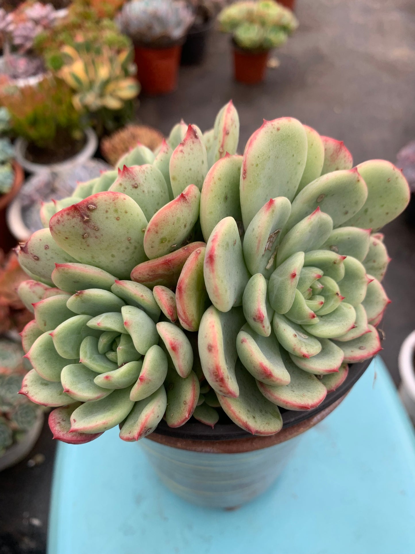 Y26 Blood spotted salmon(Pot size 4.8in)/Echeveria/Variegated Natural Live Plants Succulents