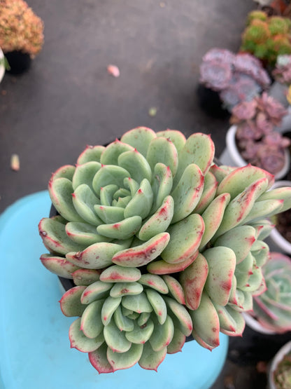 Y26 Blood spotted salmon(Pot size 4.8in)/Echeveria/Variegated Natural Live Plants Succulents